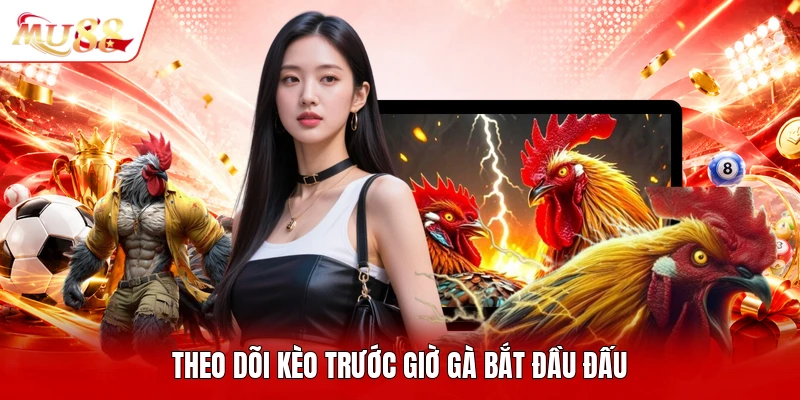 Theo dõi kèo trước giờ gà bắt đầu đấu